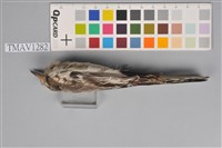 藏品(白面白鶺鴒)的圖片